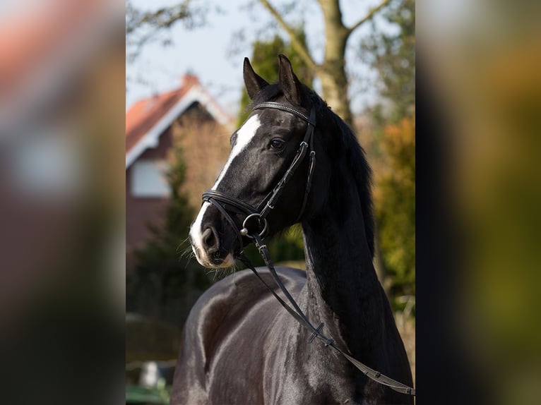 Hannoveraner Stute 4 Jahre 170 cm Rappe in Osterholz-Scharmbeck