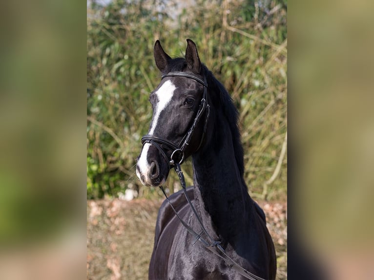 Hannoveraner Stute 4 Jahre 170 cm Rappe in Osterholz-Scharmbeck