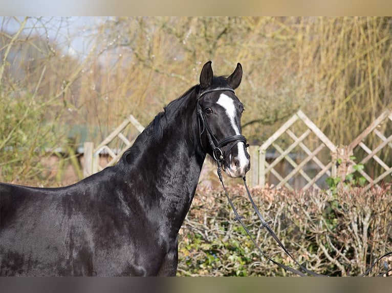 Hannoveraner Stute 4 Jahre 170 cm Rappe in Osterholz-Scharmbeck