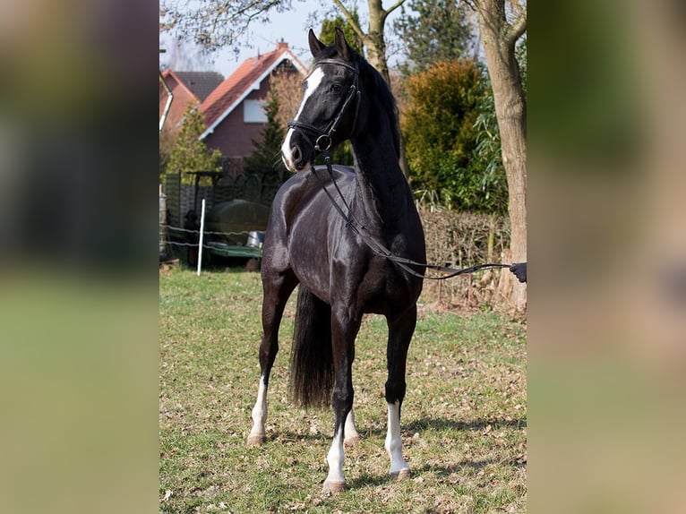 Hannoveraner Stute 4 Jahre 170 cm Rappe in Osterholz-Scharmbeck