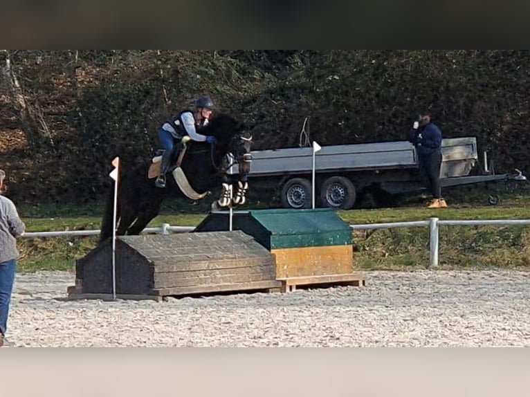 Hannoveraner Stute 4 Jahre 170 cm Schwarzbrauner in Wadern