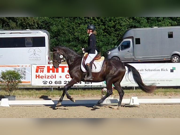 Hannoveraner Stute 4 Jahre 170 cm Schwarzbrauner in Wadern