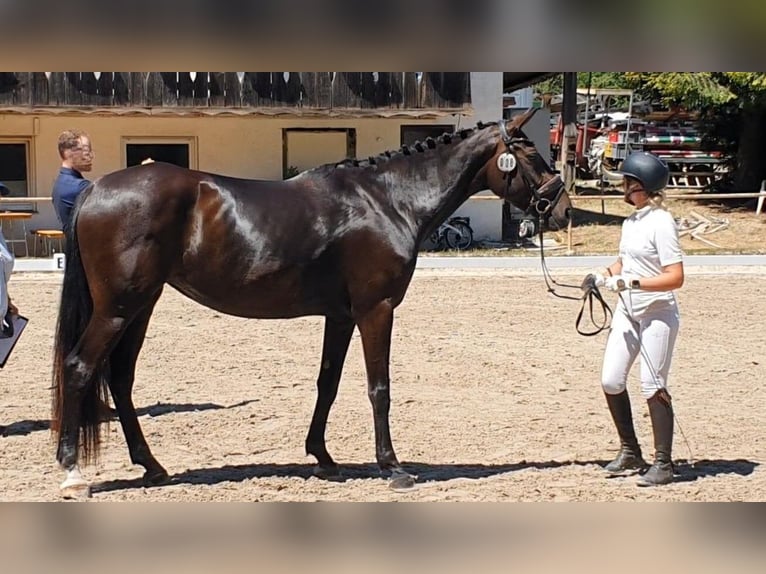 Hannoveraner Stute 4 Jahre 170 cm Schwarzbrauner in Wadern