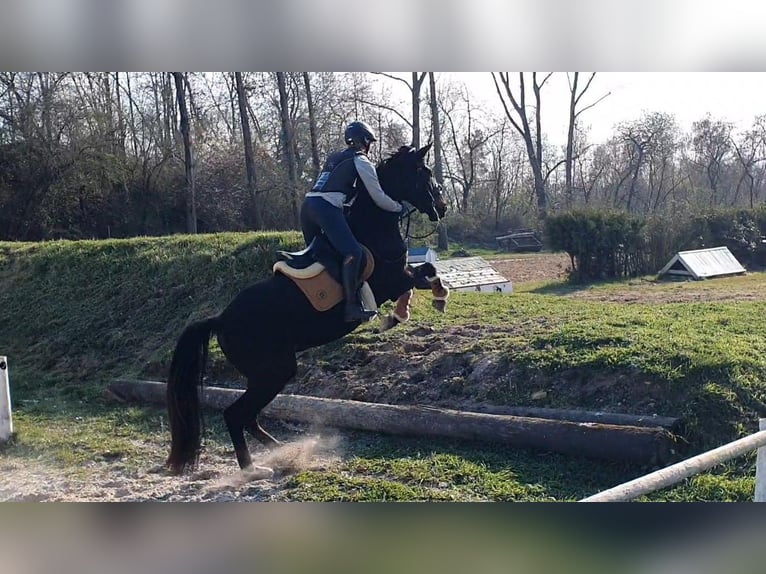 Hannoveraner Stute 4 Jahre 170 cm Schwarzbrauner in Wadern