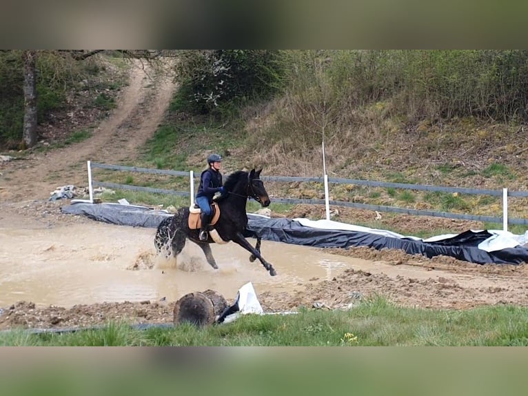 Hannoveraner Stute 4 Jahre 170 cm Schwarzbrauner in Wadern