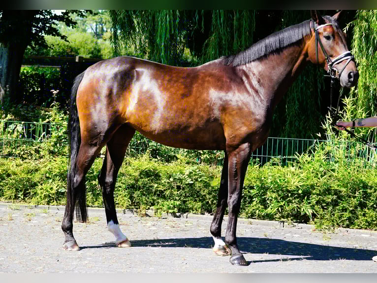 Hannoveraner Stute 4 Jahre 171 cm Brauner in Coesfeld