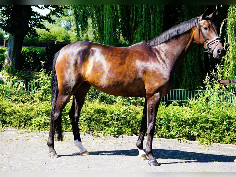 Hannoveraner Stute 4 Jahre 171 cm Brauner in Coesfeld