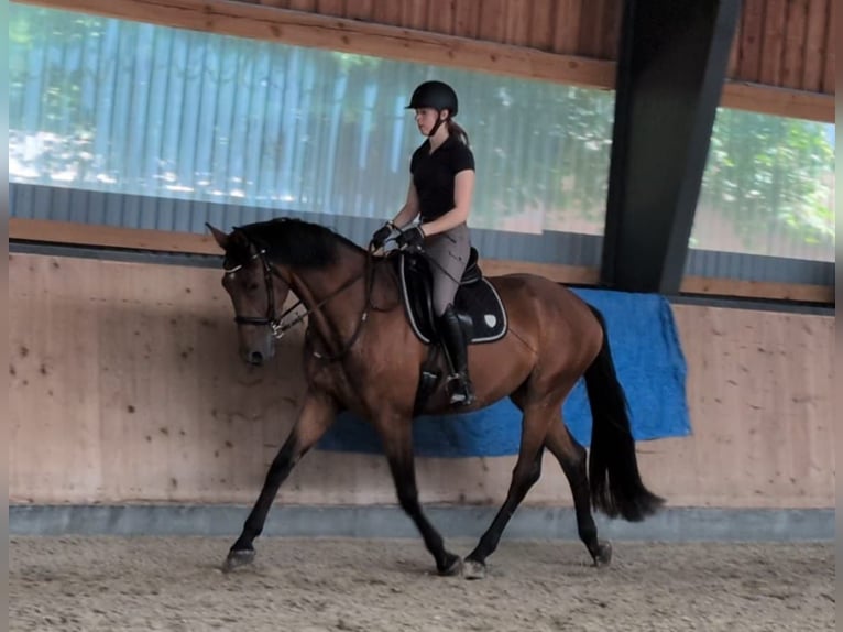 Hannoveraner Stute 4 Jahre 171 cm Brauner in Agathenburg