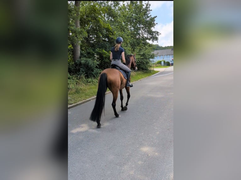 Hannoveraner Stute 4 Jahre 171 cm Brauner in Agathenburg