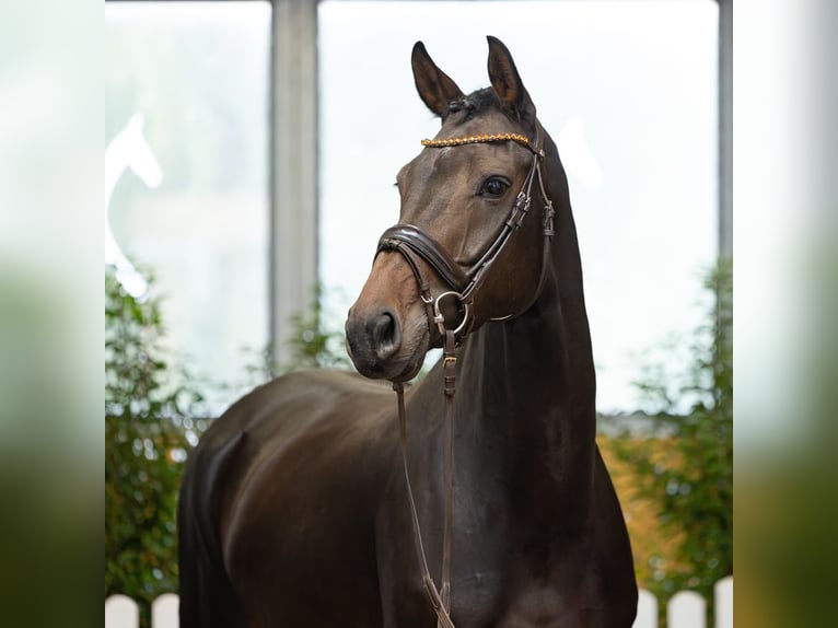 Hannoveraner Stute 4 Jahre 171 cm Dunkelbrauner in Verden
