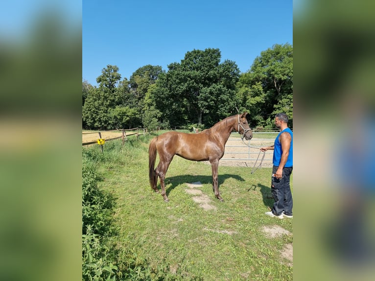 Hannoveraner Stute 4 Jahre 171 cm Dunkelfuchs in Vienenburg