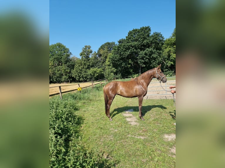 Hannoveraner Stute 4 Jahre 171 cm Dunkelfuchs in Vienenburg