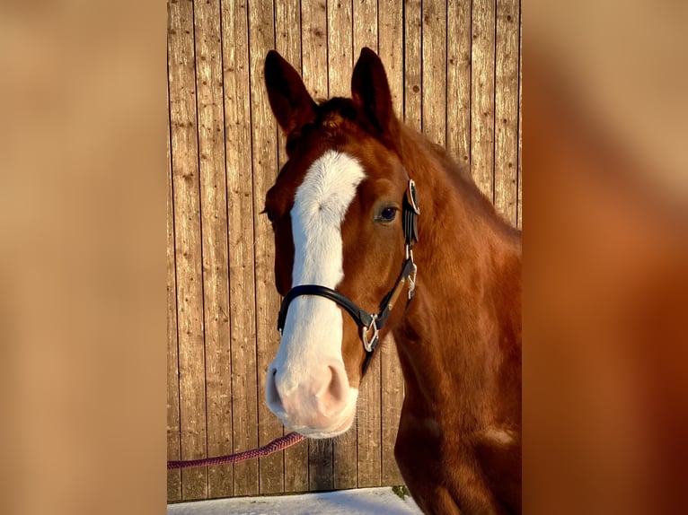 Hannoveraner Stute 4 Jahre 171 cm Fuchs in Dannenberg (Elbe)