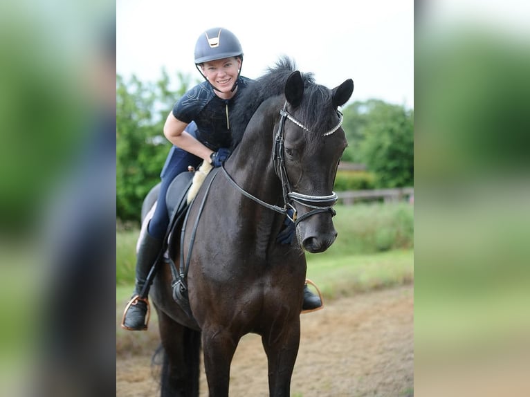 Hannoveraner Stute 4 Jahre 171 cm Rappe in Dublin