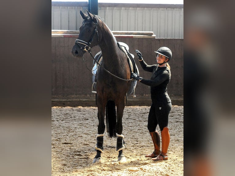 Hannoveraner Stute 4 Jahre 171 cm Rappe in Isernhagen