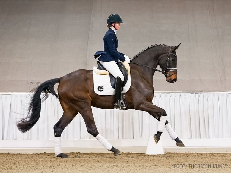 Hannoveraner Stute 4 Jahre 171 cm Schwarzbrauner in Verden