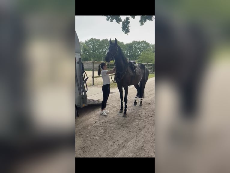 Hannoveraner Stute 4 Jahre 171 cm Schwarzbrauner in Beverstedt