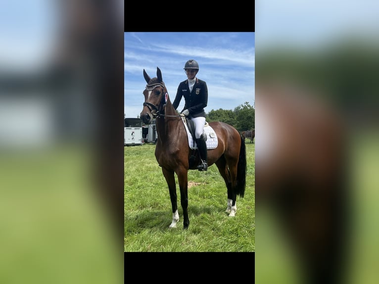 Hannoveraner Stute 4 Jahre 172 cm Brauner in Neum&#xFC;nster