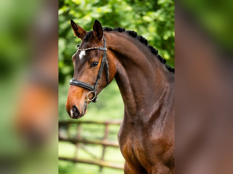 Hannoveraner Stute 4 Jahre 172 cm Brauner in St.Vith