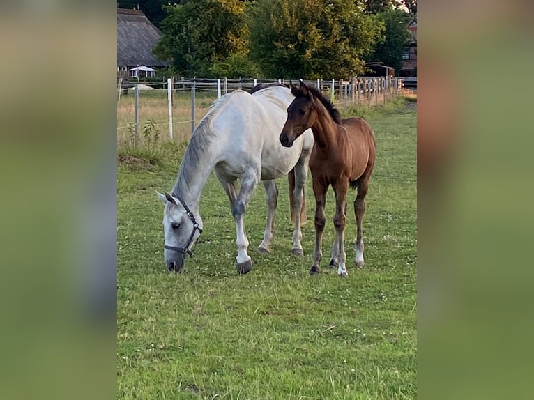 Hannoveraner Stute 4 Jahre 172 cm Brauner in Lunestedt
