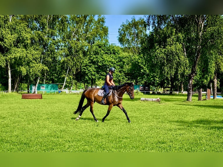 Hannoveraner Stute 4 Jahre 172 cm Brauner in Hamburg