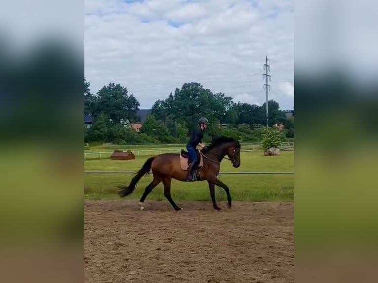 Hannoveraner Stute 4 Jahre 172 cm Brauner in Hamburg