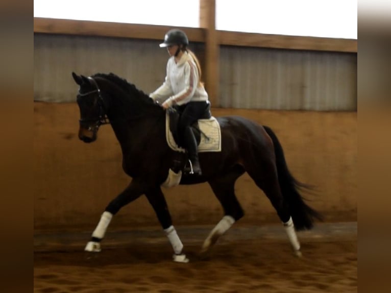 Hannoveraner Stute 4 Jahre 172 cm  in Fredenbeck