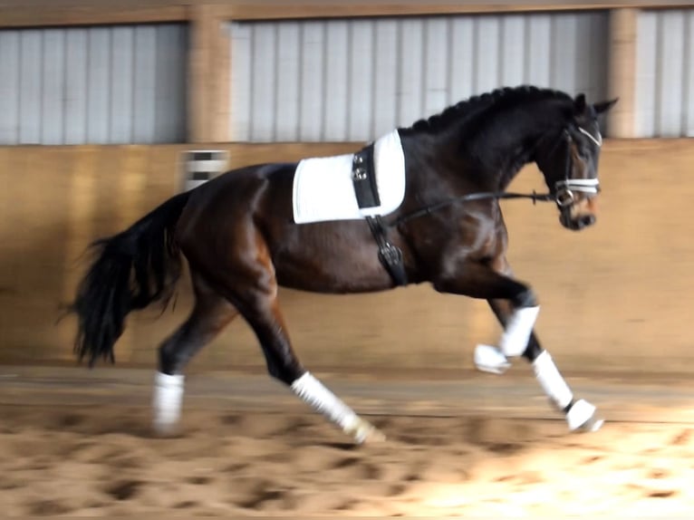 Hannoveraner Stute 4 Jahre 172 cm  in Fredenbeck