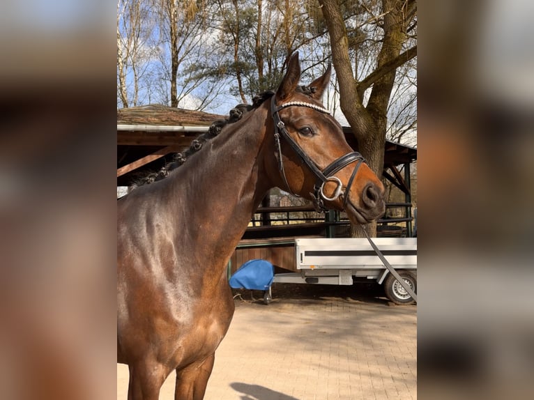 Hannoveraner Stute 4 Jahre 172 cm Dunkelbrauner in Adelheidsdorf