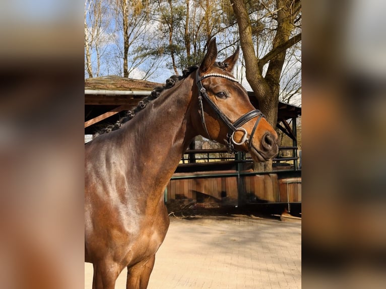 Hannoveraner Stute 4 Jahre 172 cm Dunkelbrauner in Adelheidsdorf
