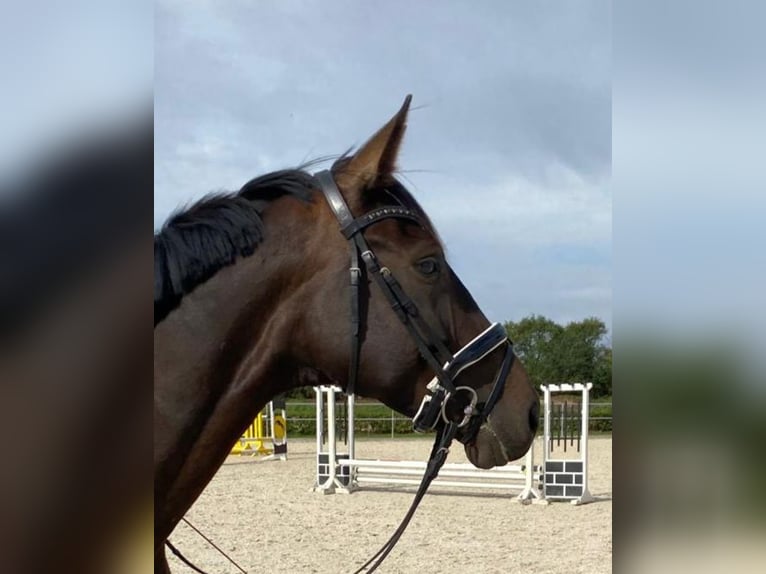 Hannoveraner Stute 4 Jahre 172 cm Dunkelbrauner in Langenhagen