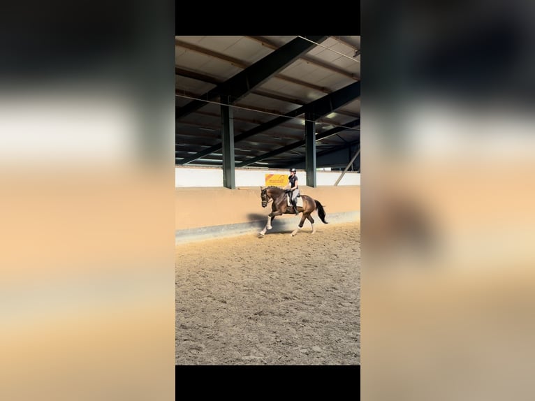 Hannoveraner Stute 4 Jahre 172 cm Dunkelbrauner in Bramstedt