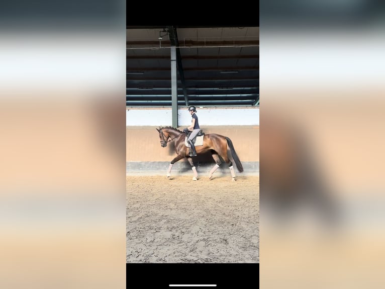 Hannoveraner Stute 4 Jahre 172 cm Dunkelbrauner in Bramstedt