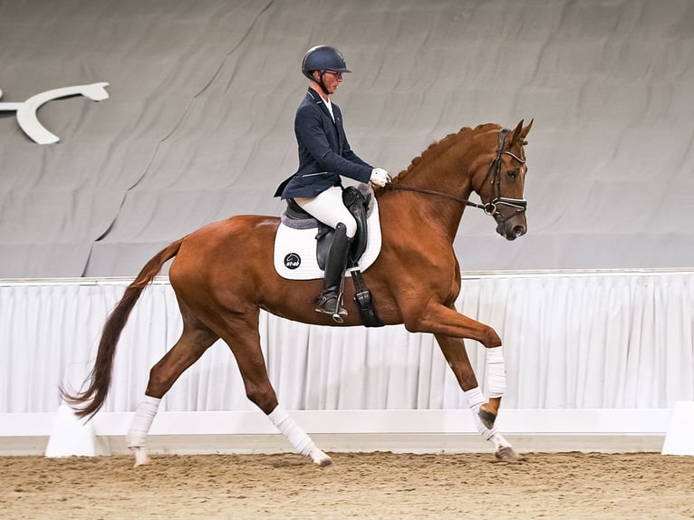 Hannoveraner Stute 4 Jahre 172 cm Dunkelfuchs in Verden