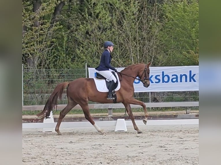 Hannoveraner Stute 4 Jahre 172 cm Dunkelfuchs in Poggensee