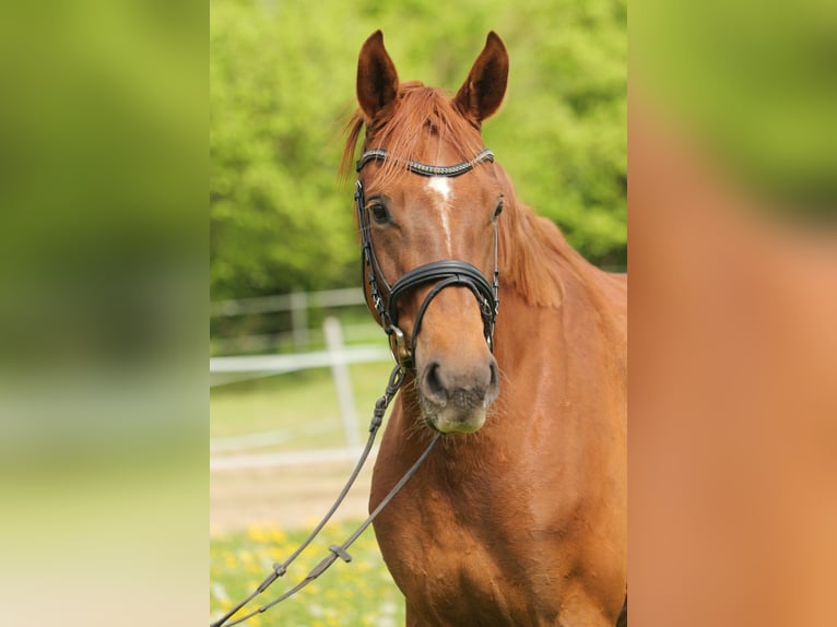Hannoveraner Stute 4 Jahre 172 cm Dunkelfuchs in Poggensee