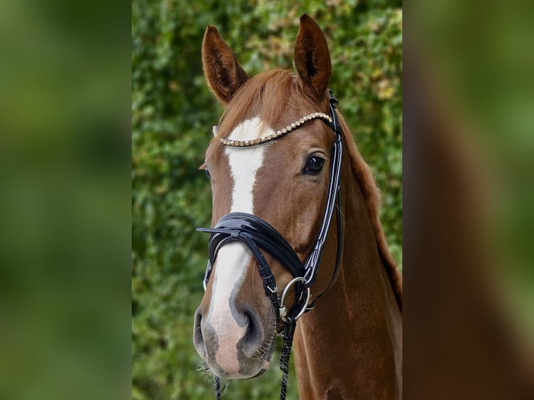 Hannoveraner Stute 4 Jahre 172 cm Fuchs in Diepholz