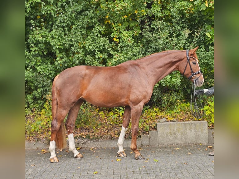 Hannoveraner Stute 4 Jahre 172 cm Fuchs in Diepholz