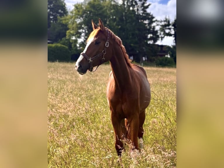 Hannoveraner Stute 4 Jahre 172 cm Fuchs in Diepholz