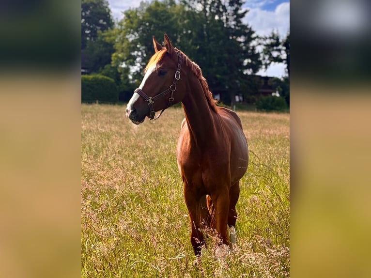 Hannoveraner Stute 4 Jahre 172 cm Fuchs in Windeck