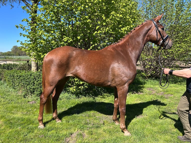 Hannoveraner Stute 4 Jahre 172 cm Fuchs in Balge