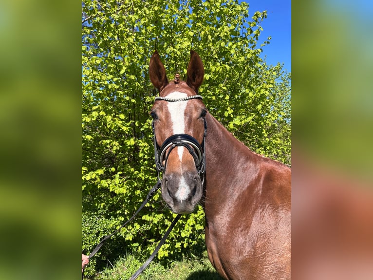 Hannoveraner Stute 4 Jahre 172 cm Fuchs in Balge