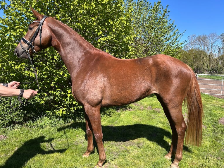 Hannoveraner Stute 4 Jahre 172 cm Fuchs in Balge