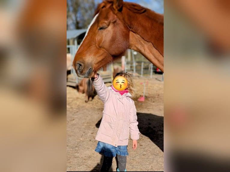 Hannoveraner Stute 4 Jahre 172 cm Fuchs in Kevelaer