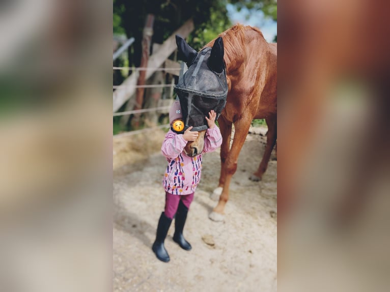 Hannoveraner Stute 4 Jahre 172 cm Fuchs in Kevelaer