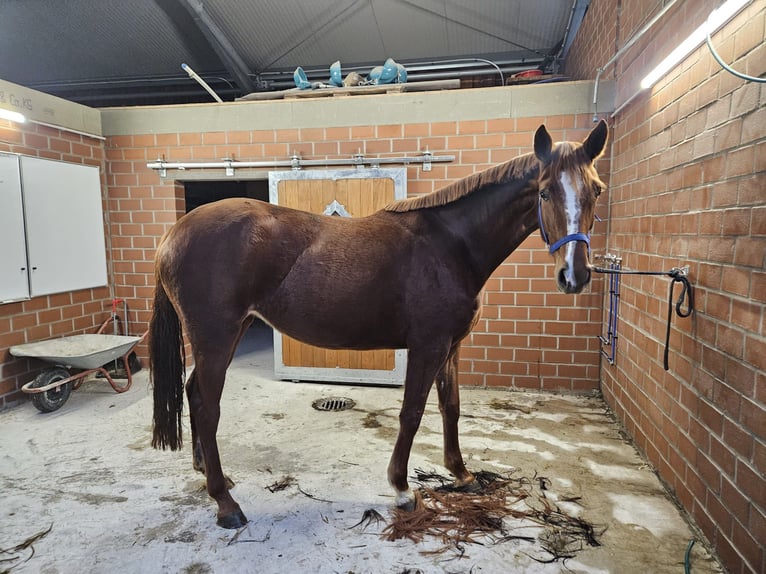Hannoveraner Stute 4 Jahre 172 cm Fuchs in Kevelaer