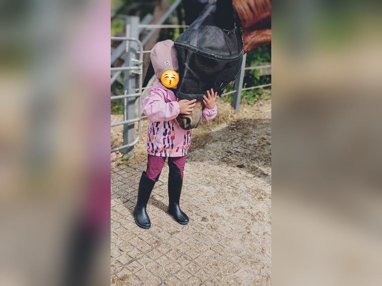 Hannoveraner Stute 4 Jahre 172 cm Fuchs in Kevelaer
