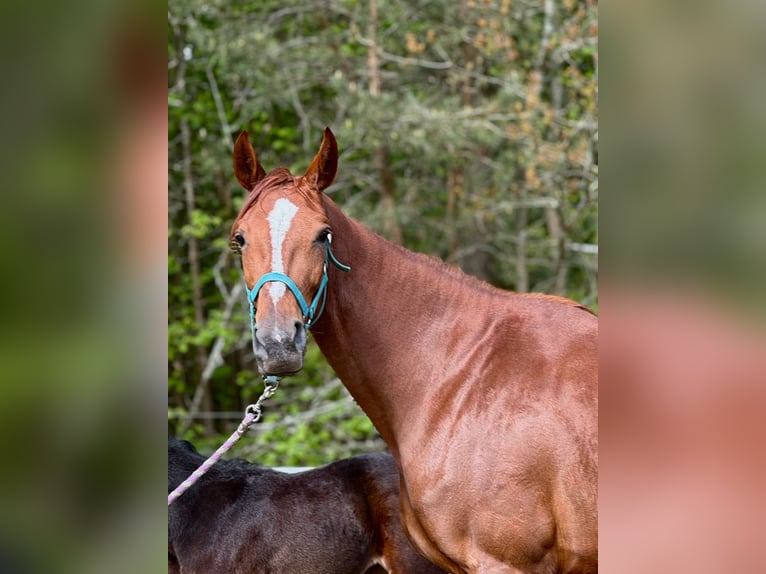 Hannoveraner Stute 4 Jahre 172 cm Fuchs in Burdąg