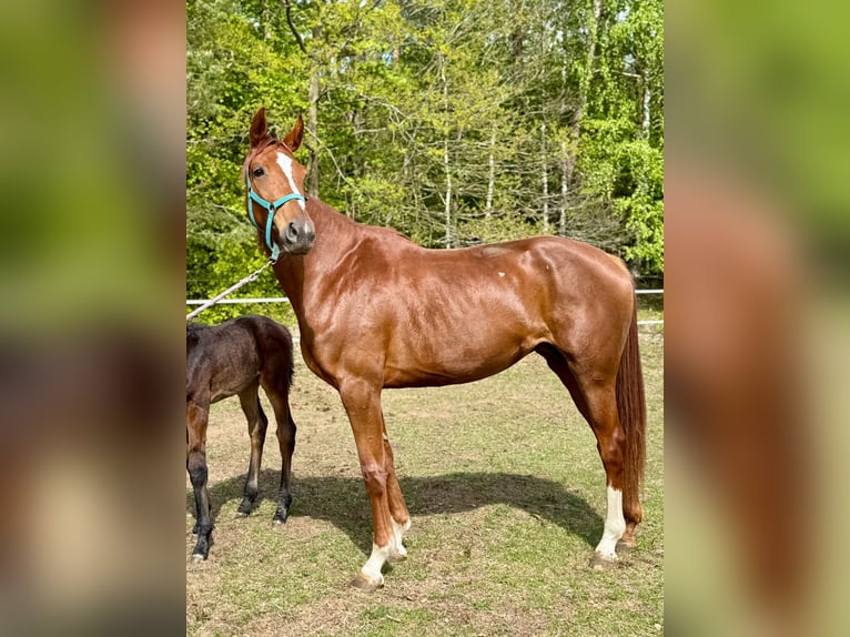Hannoveraner Stute 4 Jahre 172 cm Fuchs in Burdąg