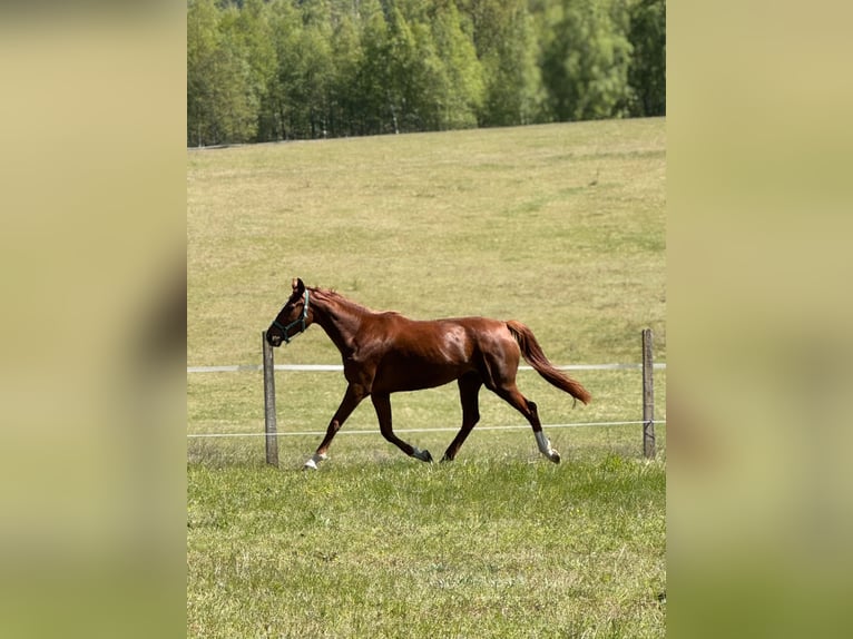 Hannoveraner Stute 4 Jahre 172 cm Fuchs in Burdąg